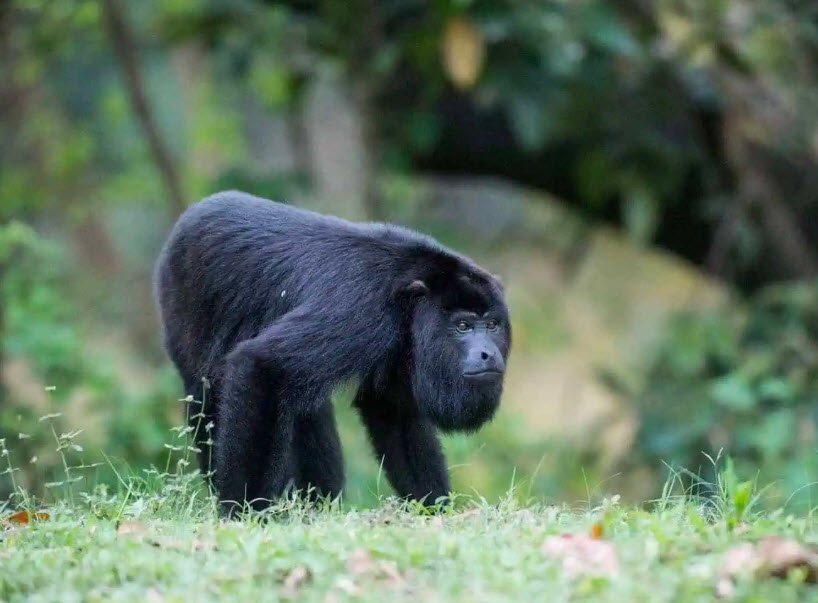 Community Baboon Sanctuary, Belize